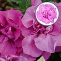 Bild von Petunia double P12 Pink